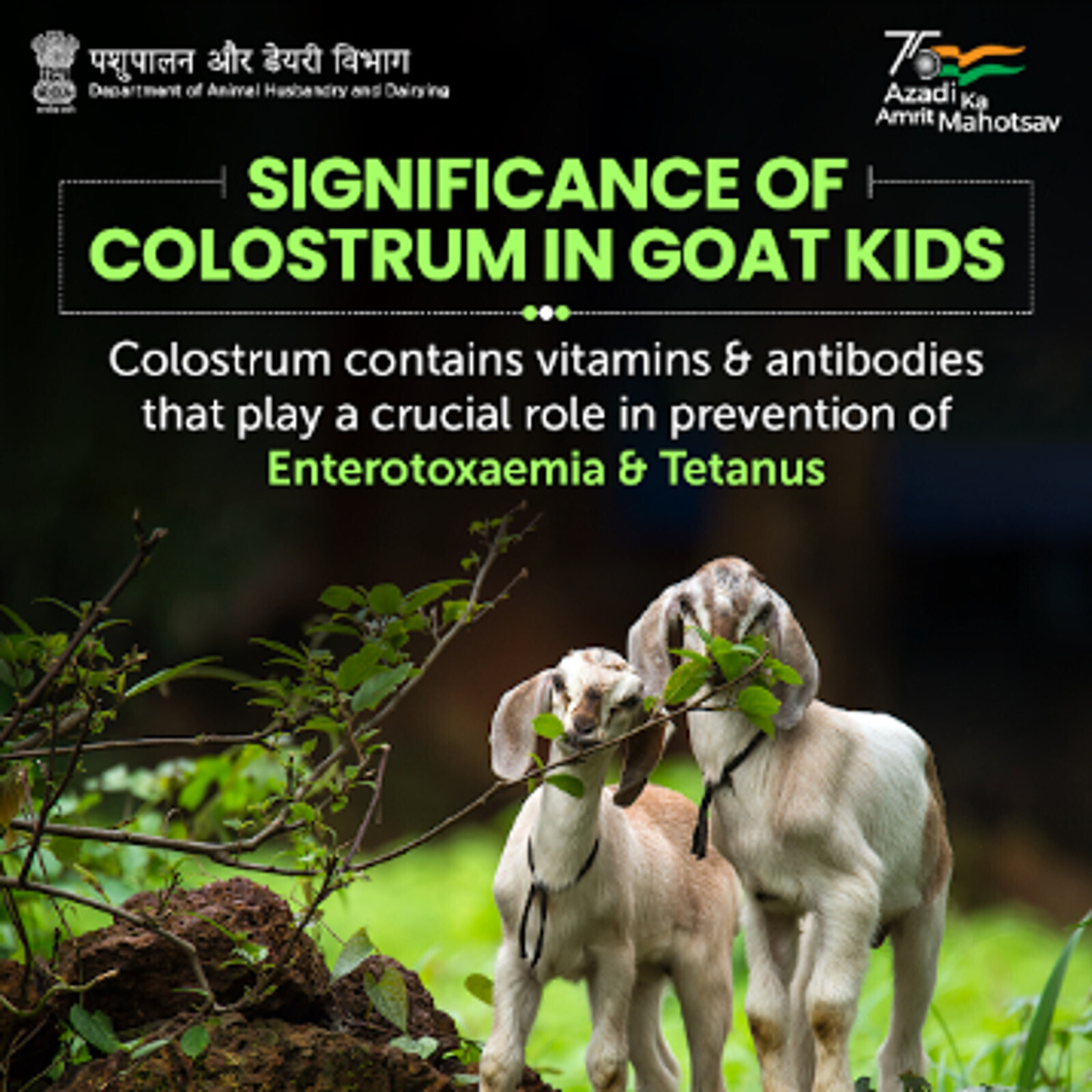 Koo by Dept of Animal Husbandry & Dairying, Min of FAH&D (@dept_of_ahd):  #Goat keepers must ensure kids consume colostrum a